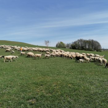 2. nedeľa po Veľkej Noci – Nedeľa Dobrého Pastiera – Slovo a piesne pre malých aj veľkých 26.4.2020